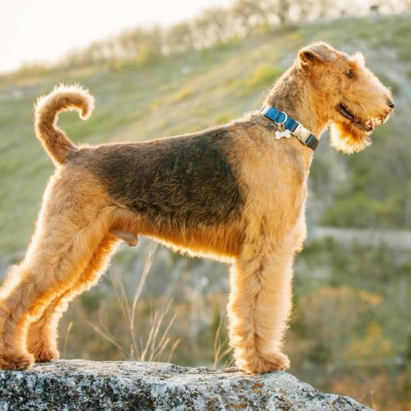 Эрдельтерьер (комплекс) стрижка