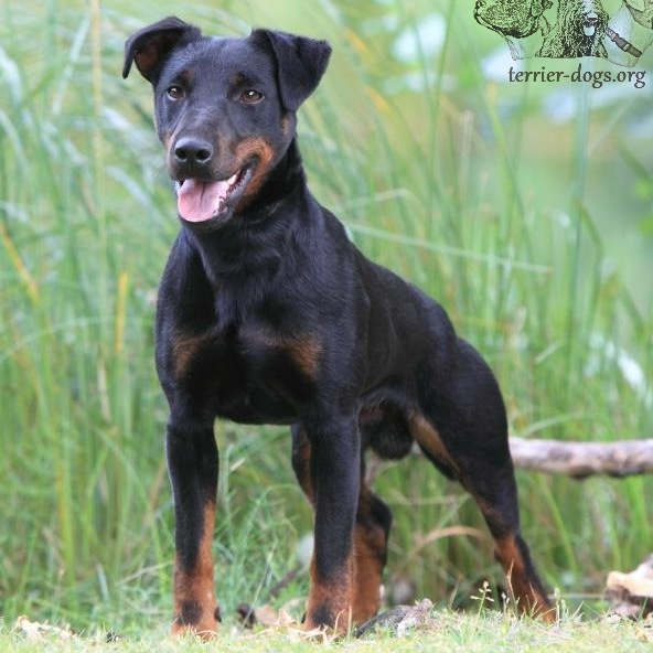 Ягдтерьер гладкошерстный (вычес + мытье +сушка)