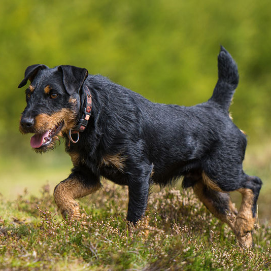 Ягдтерьер жесткошерстный  (тримминг)