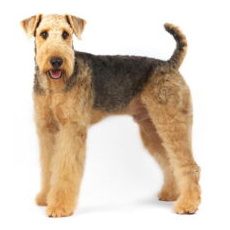 Вельштерьер (комплекс) стрижка