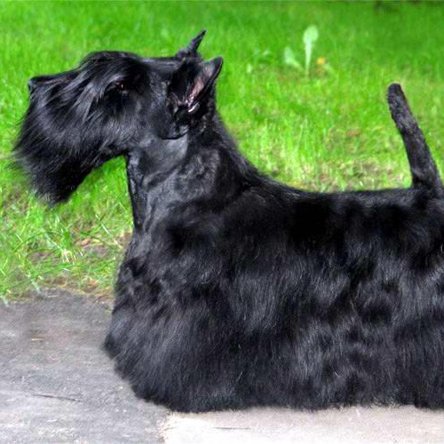 Скотч терьер (комплекс) стрижка