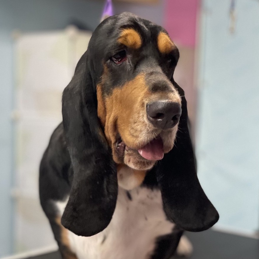 Бассет-хаунд