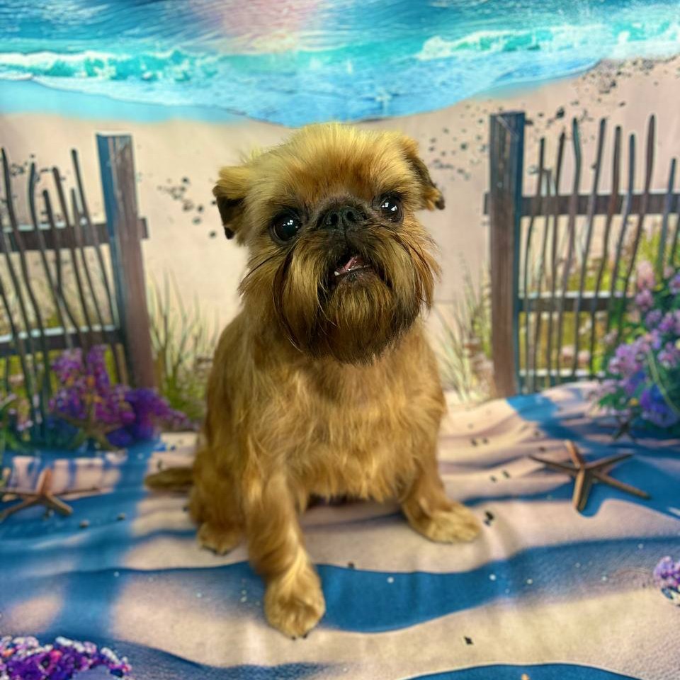 Грифон тримминг