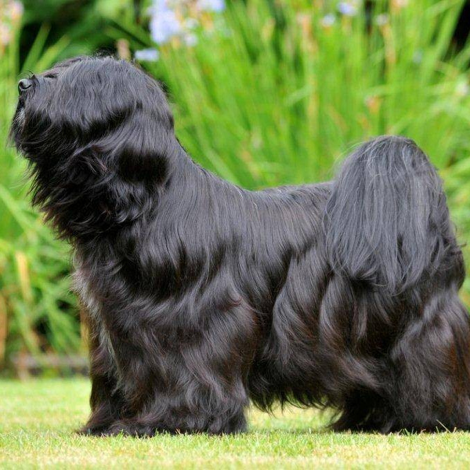 Тибетский терьер (гигиена с мытьём)