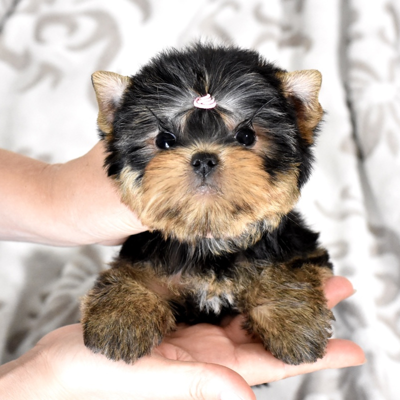 Йоркширский терьер (комплекс)