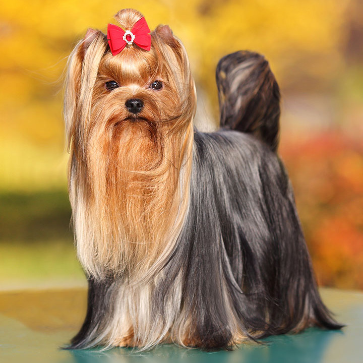 Йоркширский терьер (гигиена с мытьём)