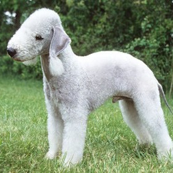 Бедлингтон терьер (гигиена с мытьем)