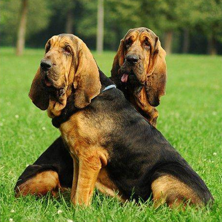 Бладхаунд (вычес, мытье, сушка)