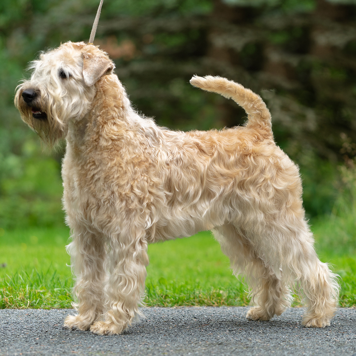 Ирландский мягкошерстный пшеничный терьер (гигиена с мытьем)