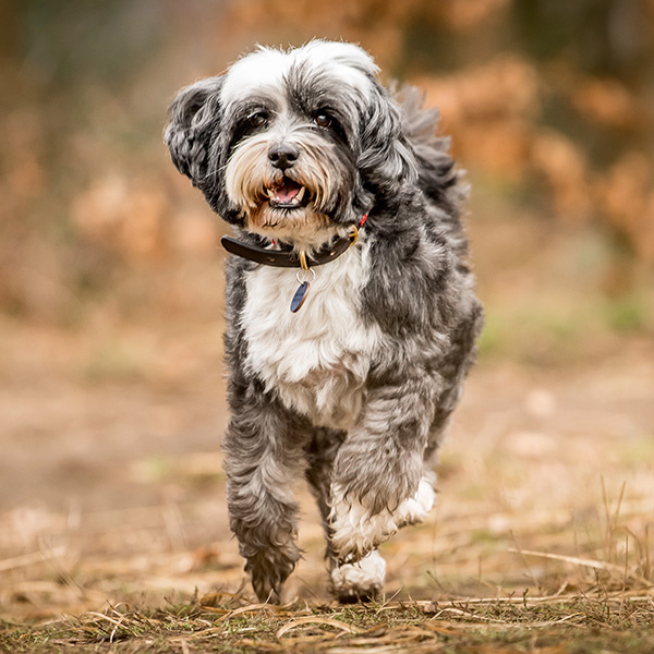 Тибетский терьер (комплекс)