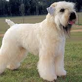 Ирландский мягкошерстный пшеничный терьер (комплекс)