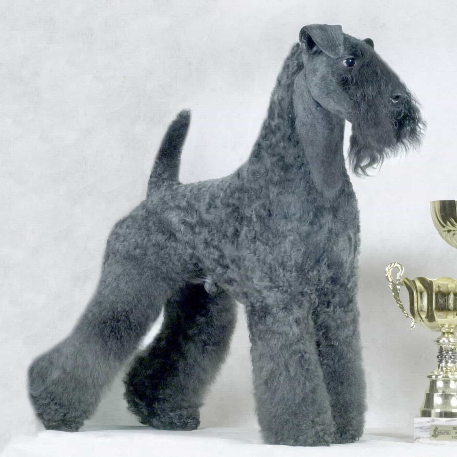 Керри блю терьер (гигиена с мытьем)