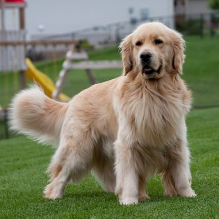 Золотистый ретривер (голден) (гигиена с мытьем)