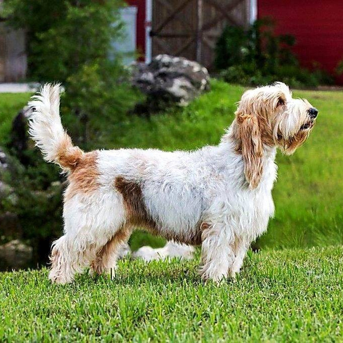 Малый вандейский бассет-гриффон (тримминг)