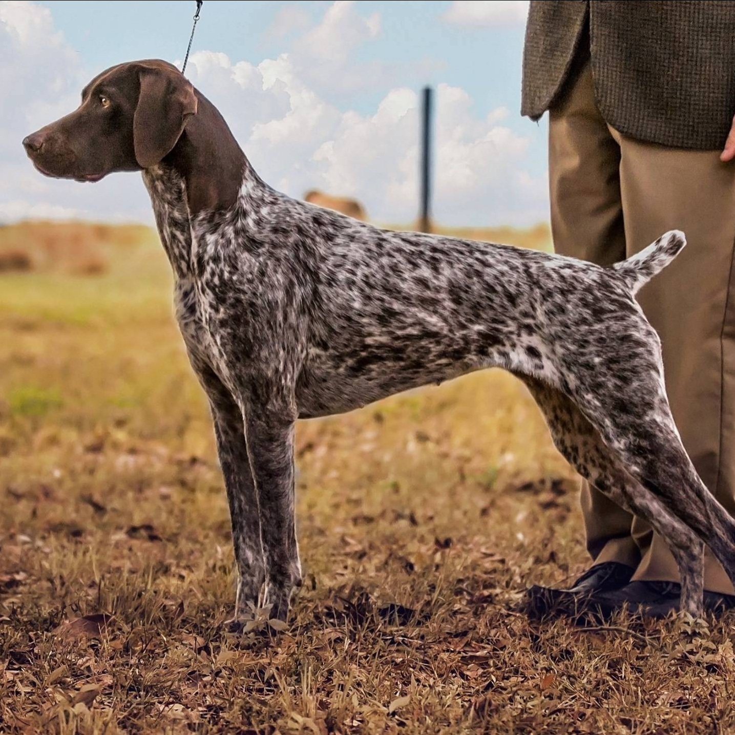 Курцхаар (вычес, мытьё, сушка)