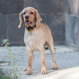 Английский кокер-спаниель (бритье, мытье, сушка)