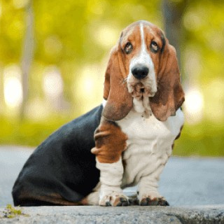 Бассет-хаунд (вычес, мытье, сушка)