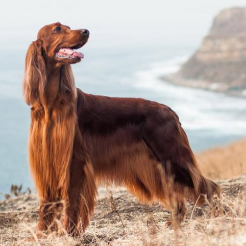 Ирландский сеттер (комплекс)