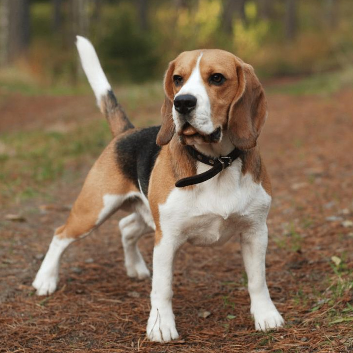 Бигль (вычес, мытьё, сушка)