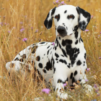 Далматин (вычес, мытьё, сушка)