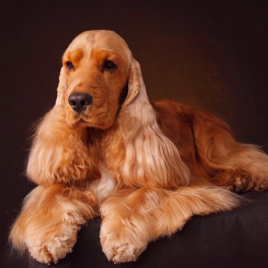 Английский кокер-спаниель (комплекс)