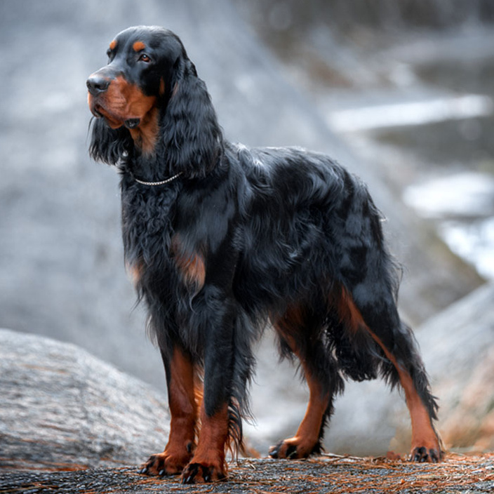 Шотландский сеттер (гордон) (комплекс)