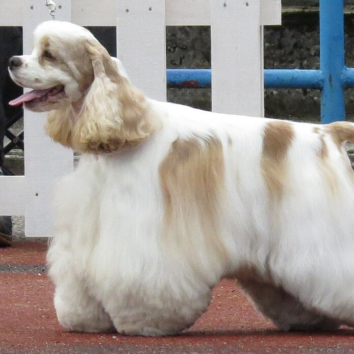 Американский кокер-спаниель (комплекс)