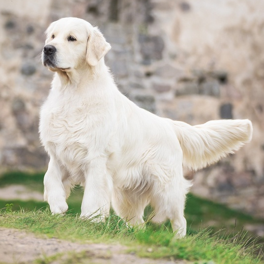 Золотистый ретривер (голден) (комплекс)