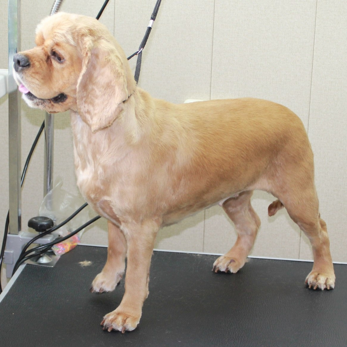 Американский кокер-спаниель (бритье, мытье, сушка)