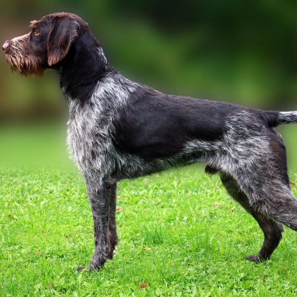 Дратхаар (тримминг)