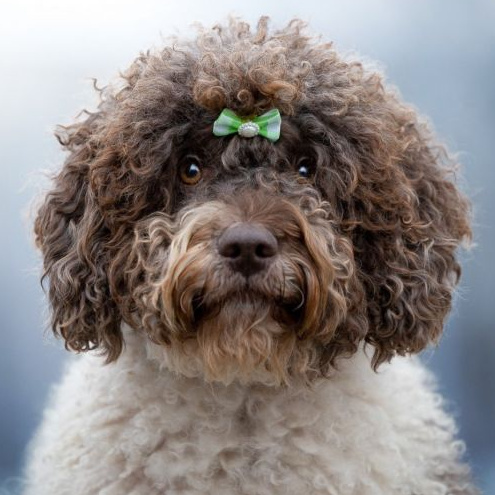 Испанская водная собака (гигиена с мытьем)