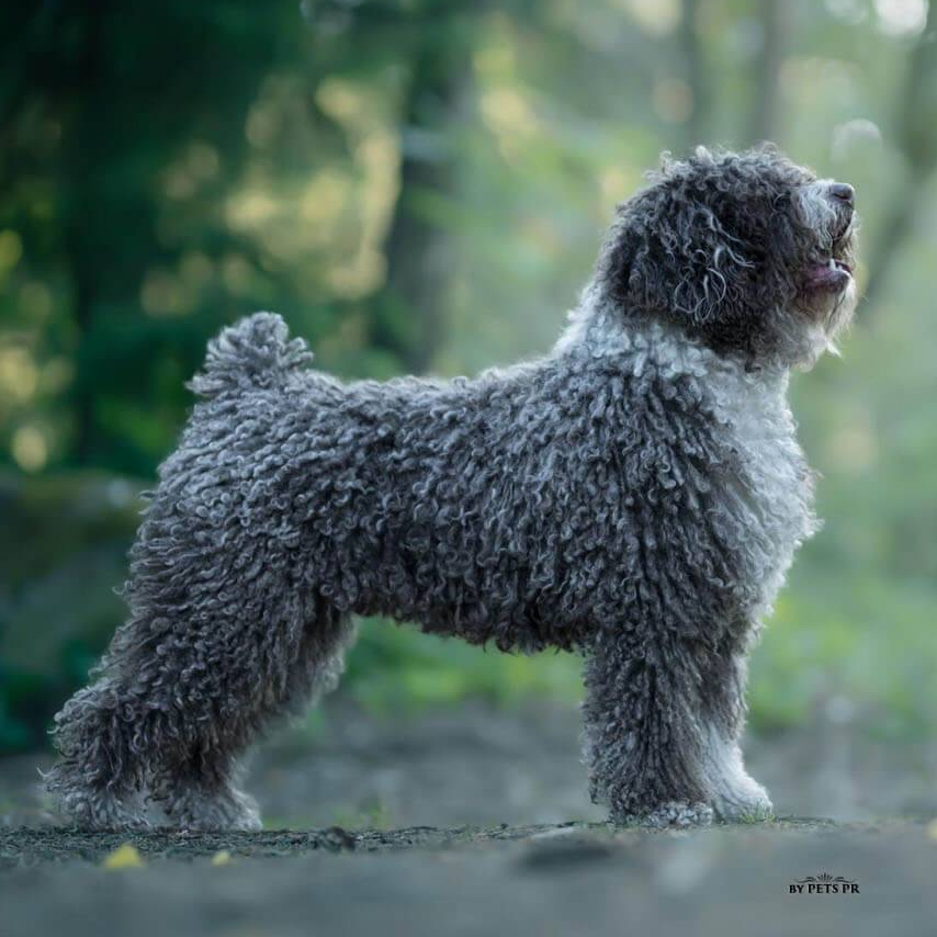 Испанская водная собака (комплекс)