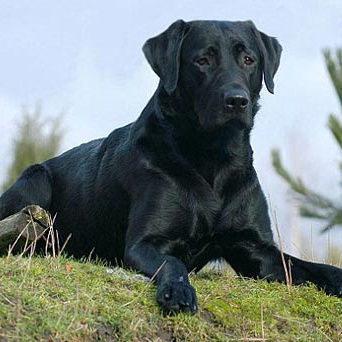 Лабрадор-ретривер (вычес, мытье, сушка)