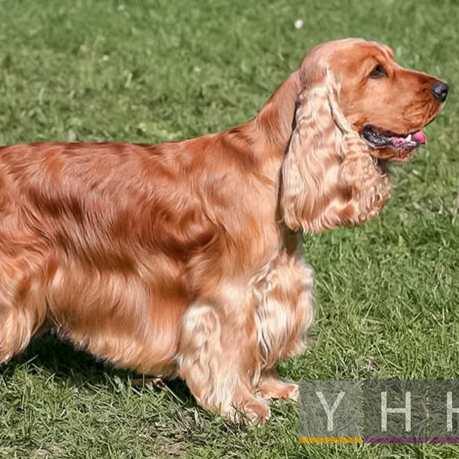 Английский кокер-спаниель (гигиена с мытьем)