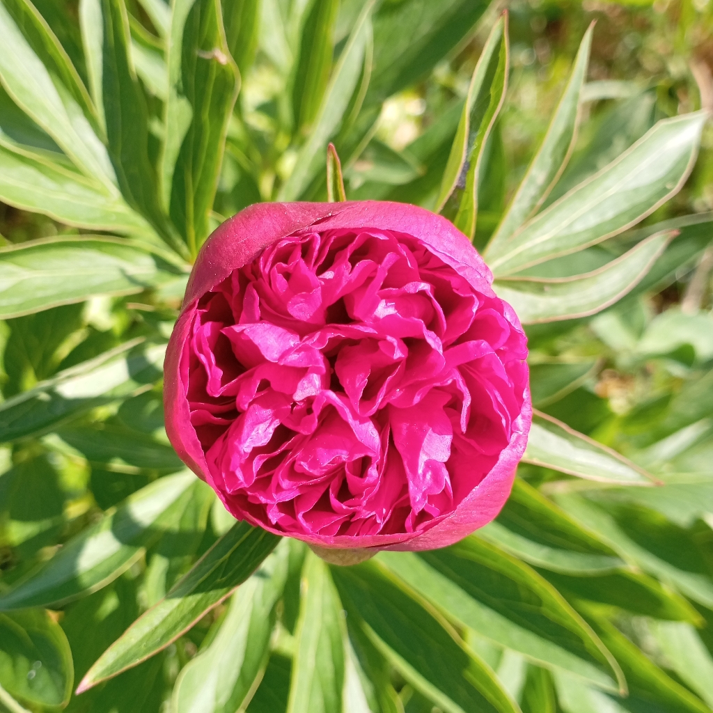 Массаж спины (45 мин)