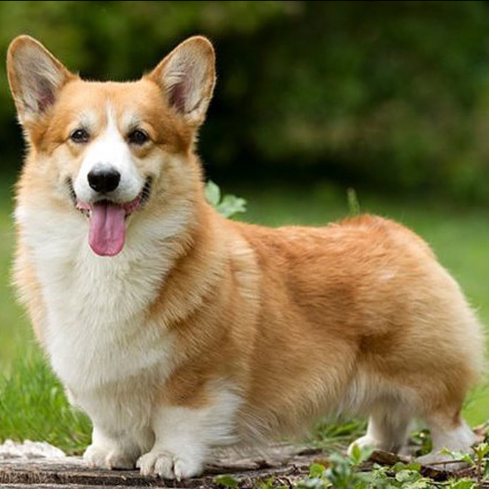 Вельш корги пемброк (кардиган флаффи) ДЛИННОШЕРСТНЫЙ (комплекс, экспресс линька)