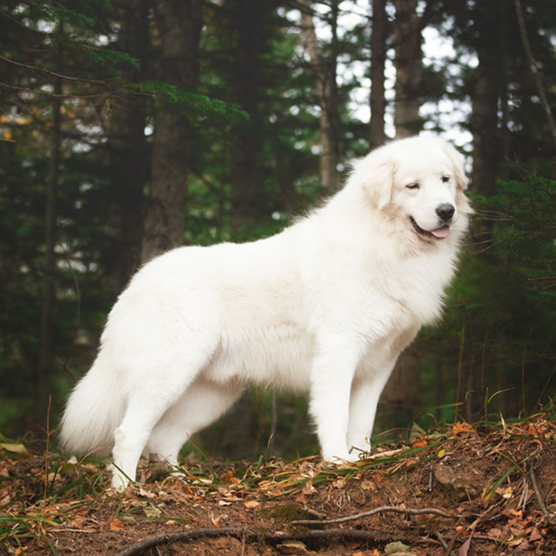 Мареммо-абруццкая овчарка (вычес+мытьё+сушка)