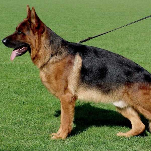 Немецкая овчарка стандартная (вычес+мытьё+сушка)