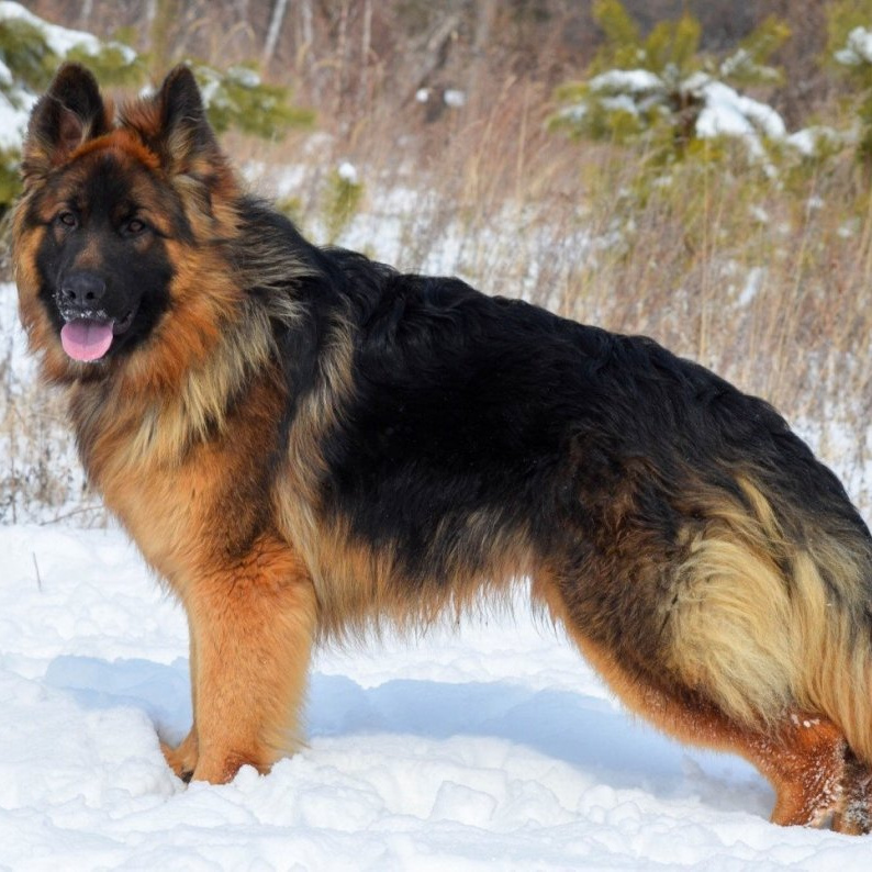 Немецкая овчарка длинношерстная (вычес+мытьё+сушка)