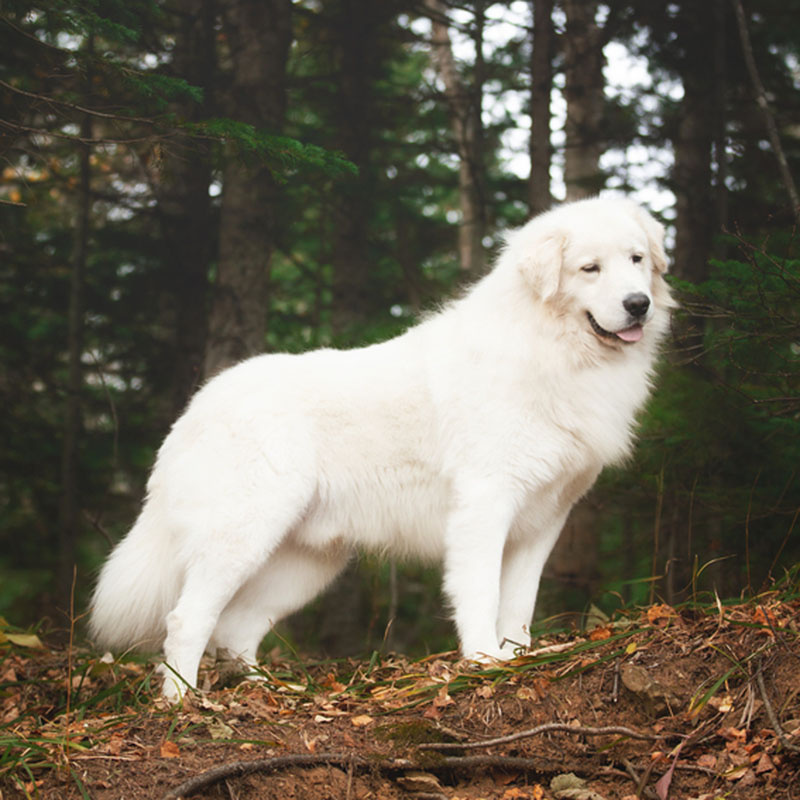 Мареммо-абруццкая овчарка (вычес+мытье+сушка)