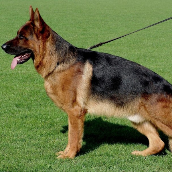 Немецкая овчарка стандартная (вычес + мытье + сушка)