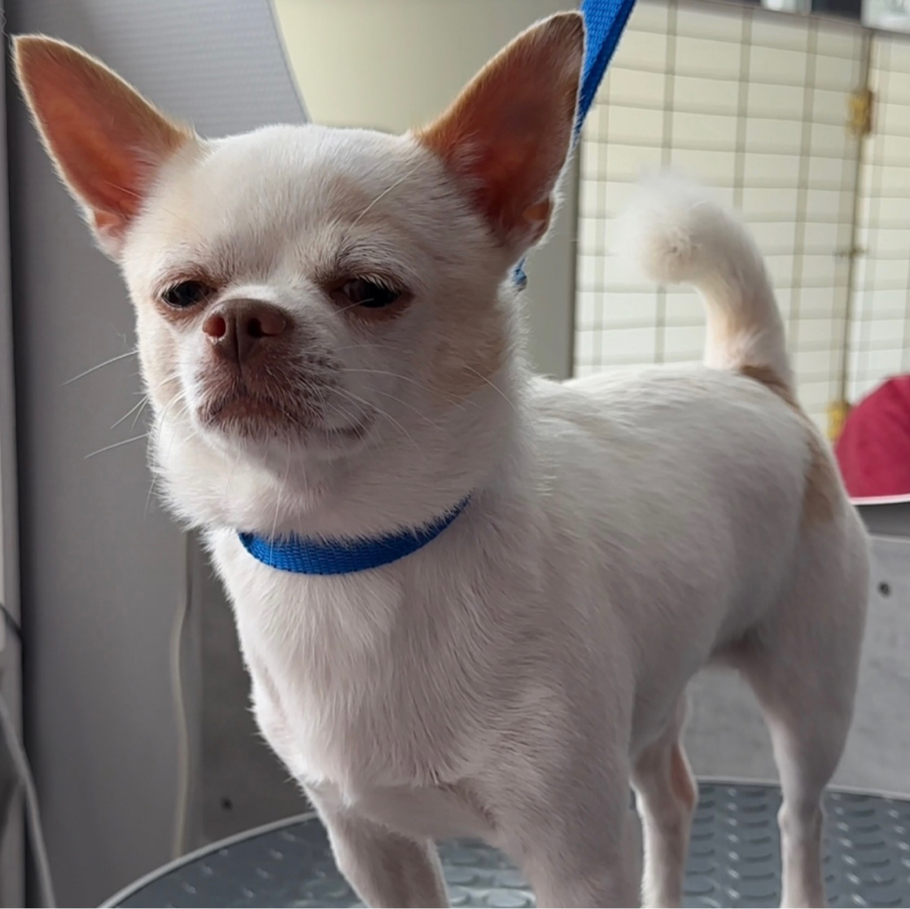 Экспресс-линька для Чихуахуа, Той-терьера