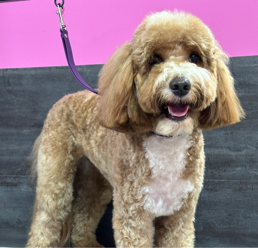 Комплекс СО СТРИЖКОЙ  ПОД МАШИНКУ для Лабрадудля