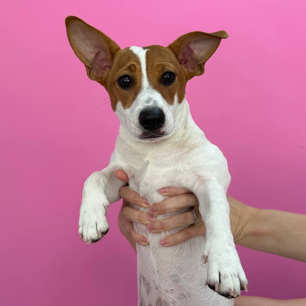 Экспресс линька для Джек-Рассел-Терьера