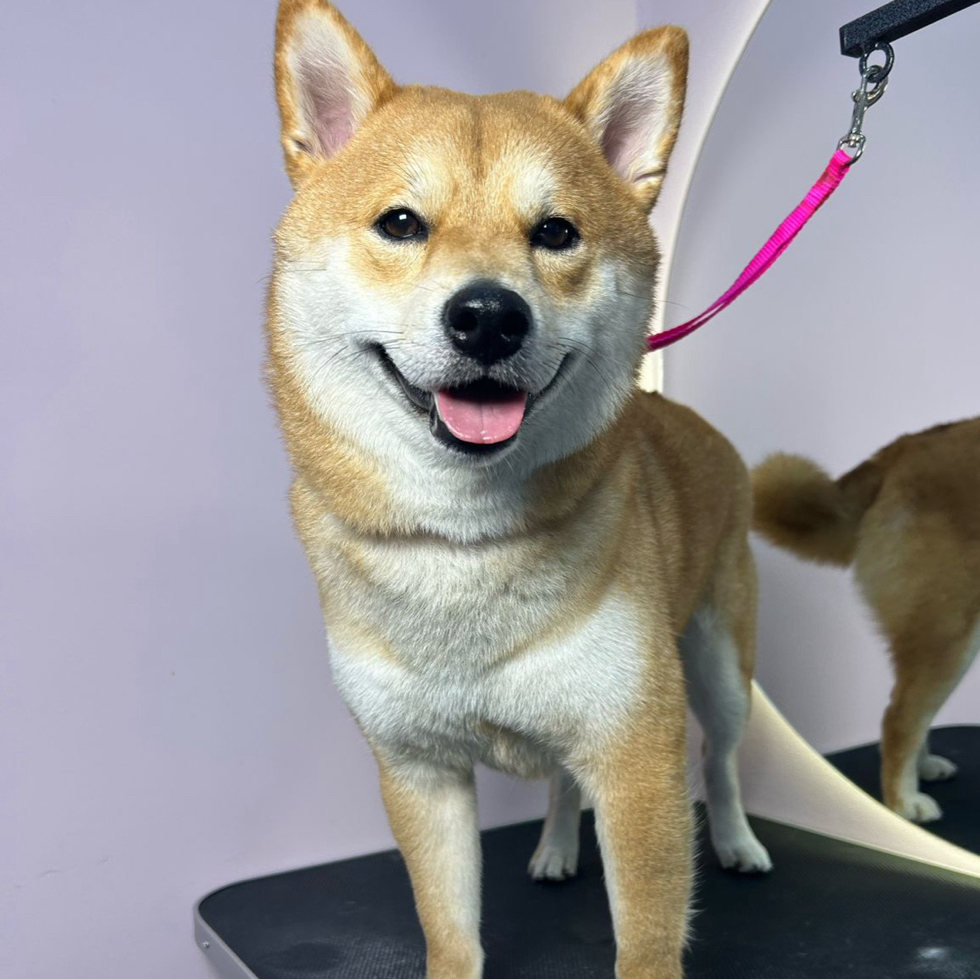 Экспресс линька для Сиба-Ину
