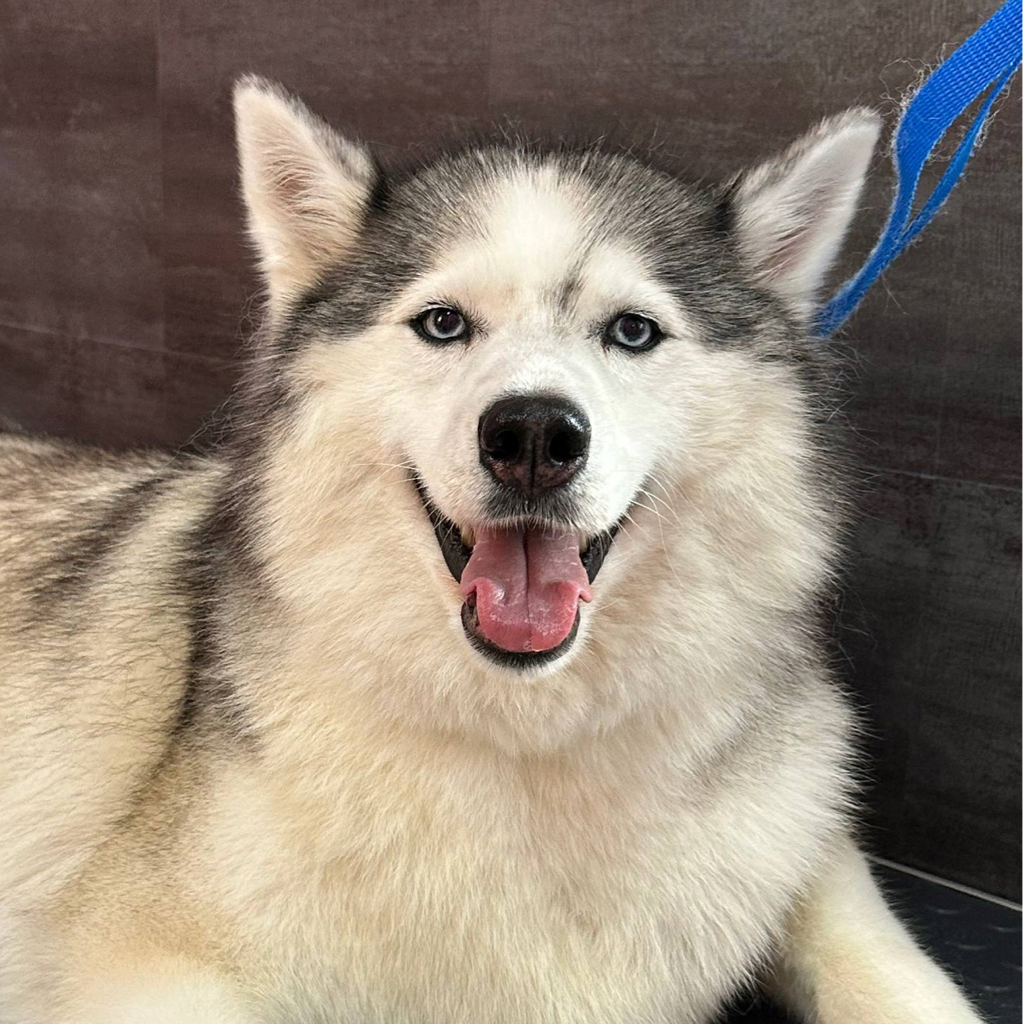 Экспресс линька для Хаски