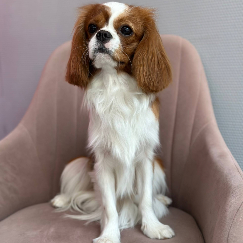 Комплекс для Кавалер Кинг Чарльз Спаниеля