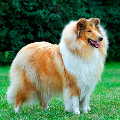 Колли (длиношерстная) (вычес+мытье+сушка)