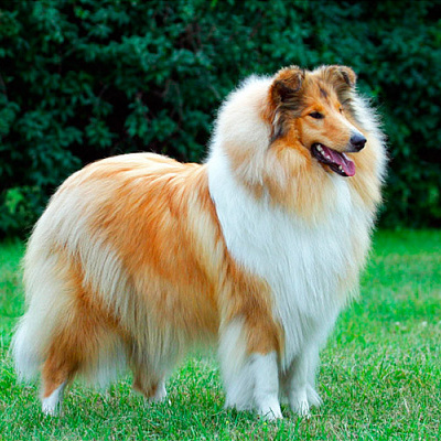 Колли (длинношерстная) (Вычес+мытьё+сушка)