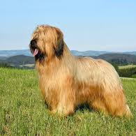 Бриар (вычес+мытье+сушка)